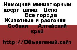 Немецкий миниатюрный(цверг) шпиц › Цена ­ 50 000 - Все города Животные и растения » Собаки   . Алтайский край